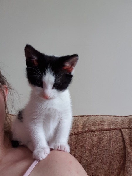 Kitten pics on a dreary Saturday 