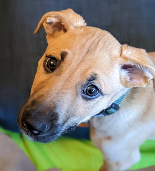 Puppy Survival Thread - as we approach Fireworks night for the first time…