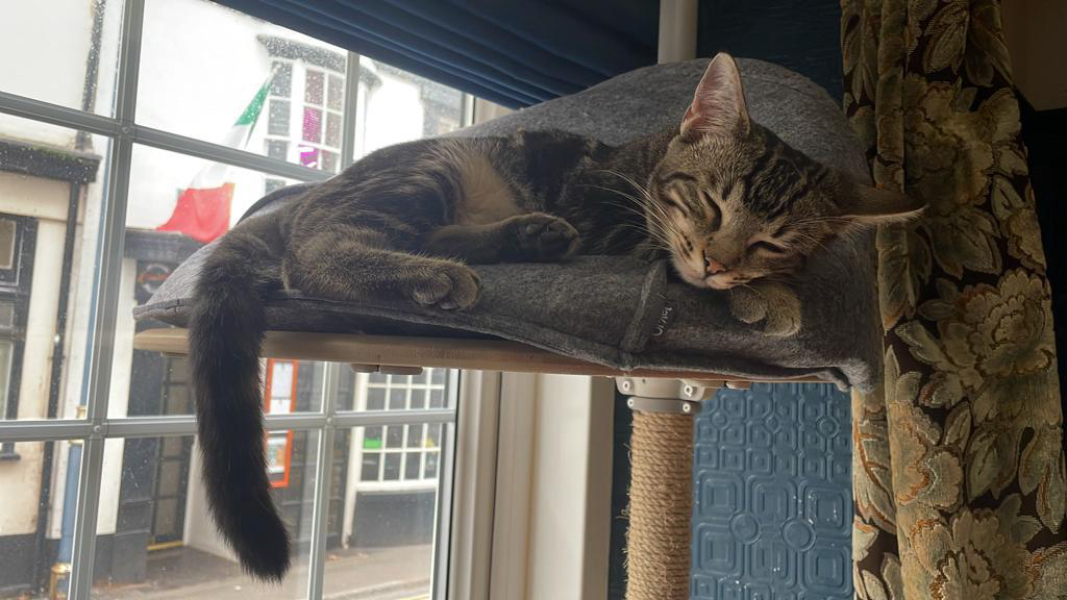 Help me name my beautiful new kitten