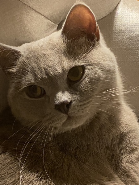 Cat weeing
