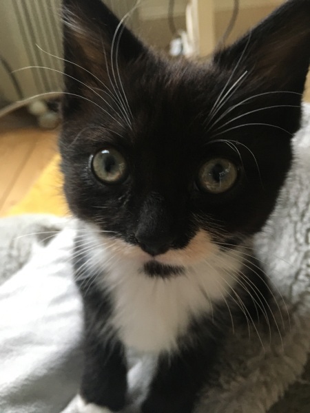 Kitten pics on a dreary Saturday 