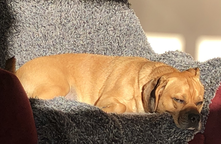 Anyone up for a 'My Dog POV' thread?