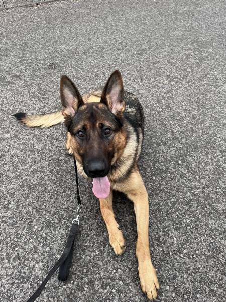 Barking gsd 