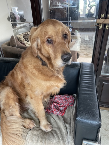 Anyone up for a 'My Dog POV' thread?