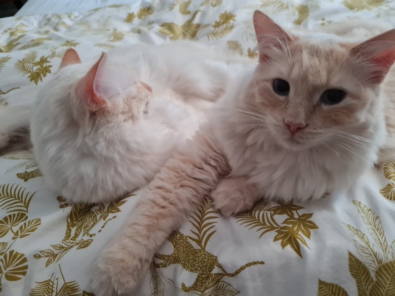 Cat weeing