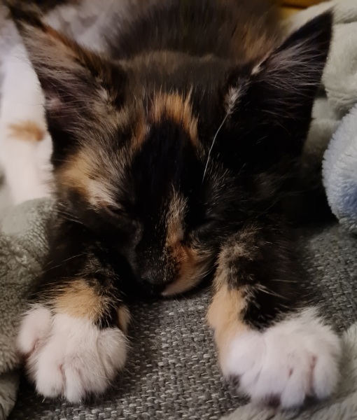 Kitten pics on a dreary Saturday 