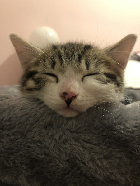 Help? I've acquired a very young kitten?