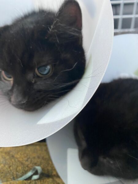 Kitten fosters- we have 2 ferals- HELP