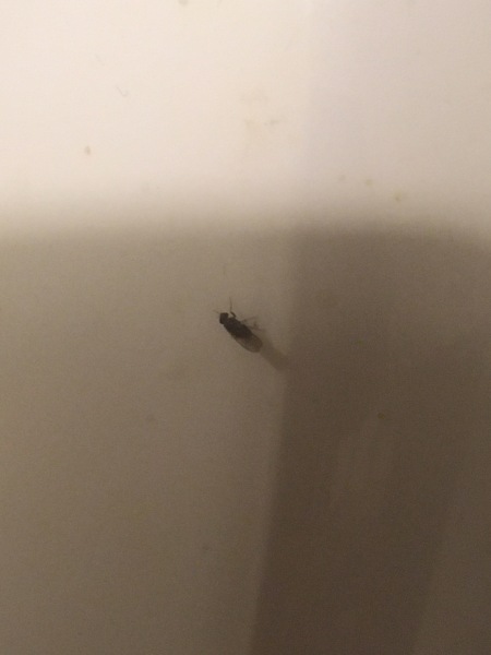 How to get rid of a plague of little flies