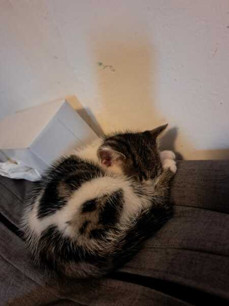 Help? I've acquired a very young kitten?