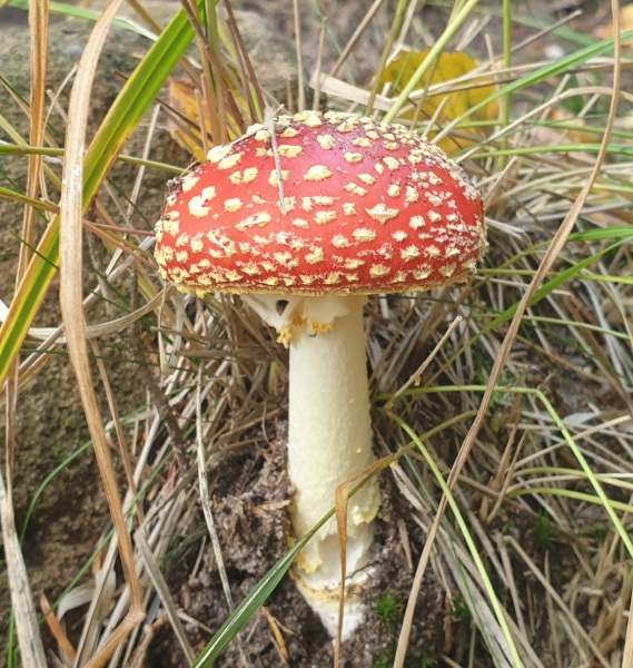 Christmas Mushrooms 