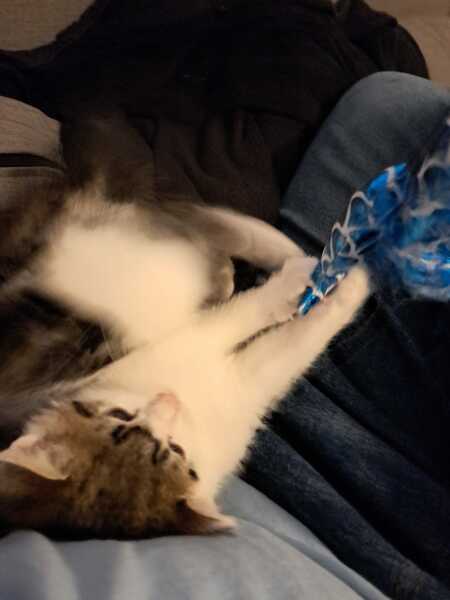 Help? I've acquired a very young kitten?