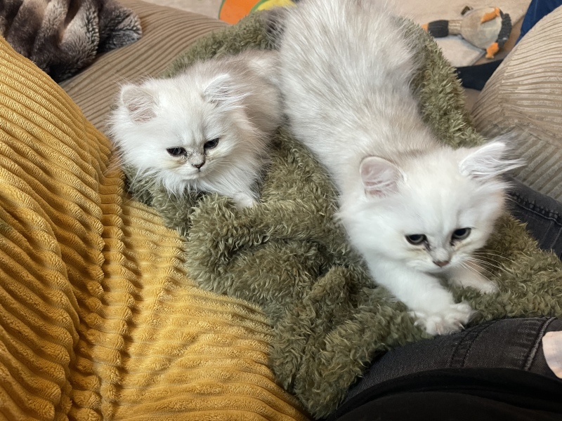 Help? I've acquired a very young kitten?