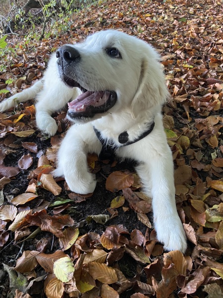 Puppy Survival Thread - as we approach Fireworks night for the first time…
