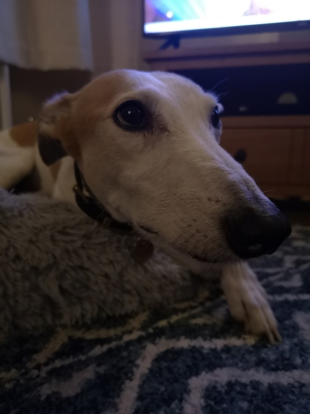 Recommend me a breed?