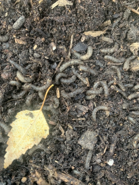 What sort of larvae are these in my soil? Pic