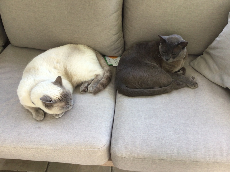 Most loving/laid back cats?