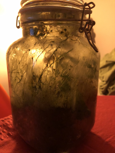 To buy my teen DS a terrarium 