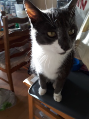 These are not my cats-honest!