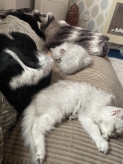 Help? I've acquired a very young kitten?