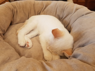 Sick to death of this BLOODY cat, please help.