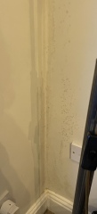 Not sure what this (damp/condensation) is or who to contact