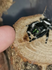 Did anyone get that big £30 spider skeleton from Asda? 