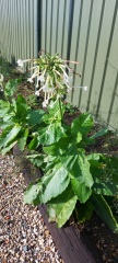 Plant Identification please