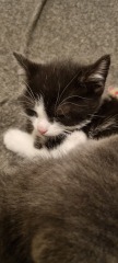 Kitten pics on a dreary Saturday 