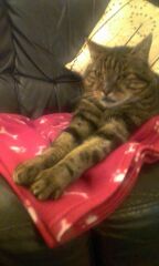 My lovely boy died tonight