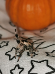 Did anyone get that big £30 spider skeleton from Asda? 
