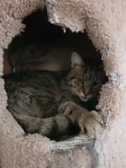 Thug cat part 4.  After all, it's not my Axminster.