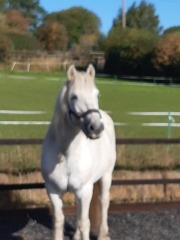 To feel sorry for people with horses?