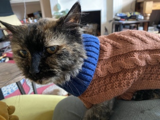 Very old cat, what is happening?