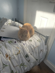 Baby boy being neutered today - what to expect?