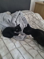 Shall I get another cat?