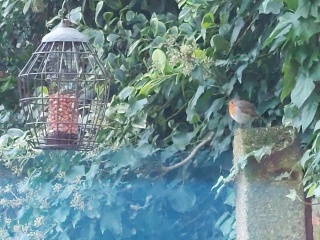 Are your garden birds AWOL?