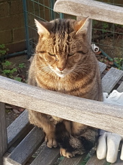 Thug cat part 4.  After all, it's not my Axminster.