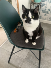 Lost cat - what to do next