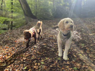 Wheaten terrier or mini poodle?