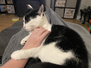 The adventures of Peppa and soon to be Bingo