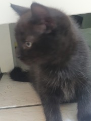 New kittens