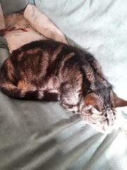 These are not my cats-honest!
