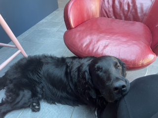 Anyone up for a 'My Dog POV' thread?