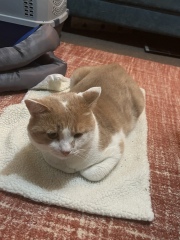 These are not my cats-honest!