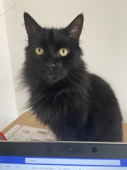 Can I tell you about my cat? 