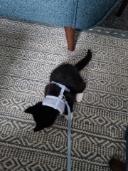 Shall I get another cat?