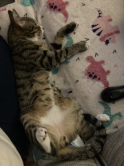Please help me establish sex of my cat
