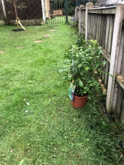 Is this a daft idea ? (New gardener)
