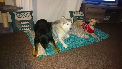 From one dog to two - what do I need to consider?